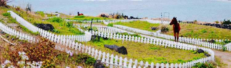 大连到济州岛旅游旅游推荐理由