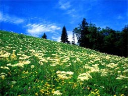 长白山西坡、锦江大峡谷、北坡、绿渊潭连线全景双飞三日游(大连独立、无购物、特别赠送)