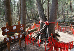 延边防川+长白山西坡+北坡+朝鲜民俗村纯玩高铁4日