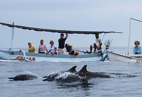 巴厘岛看海豚
