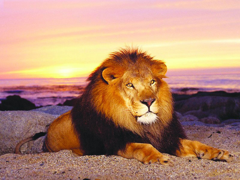 南非,迪拜连线10日游